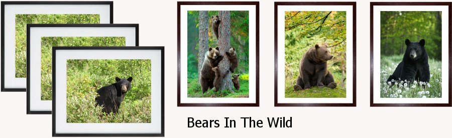 Bears In The Wild Framed Prints